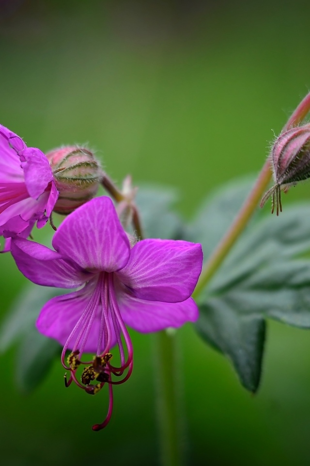 Сиреневые садовые цветы на зеленом фоне
