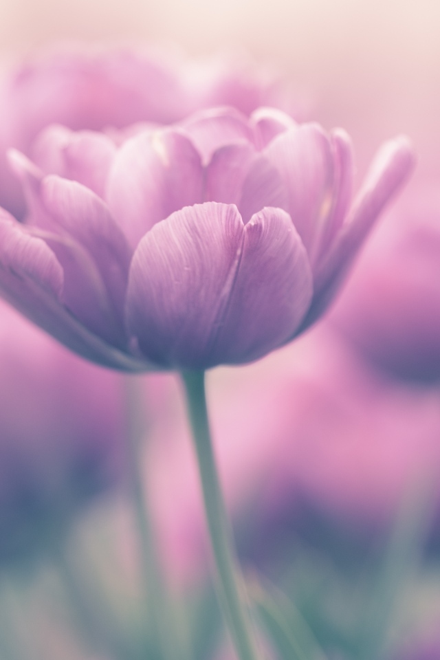 Сиреневый тюльпан крупным планом