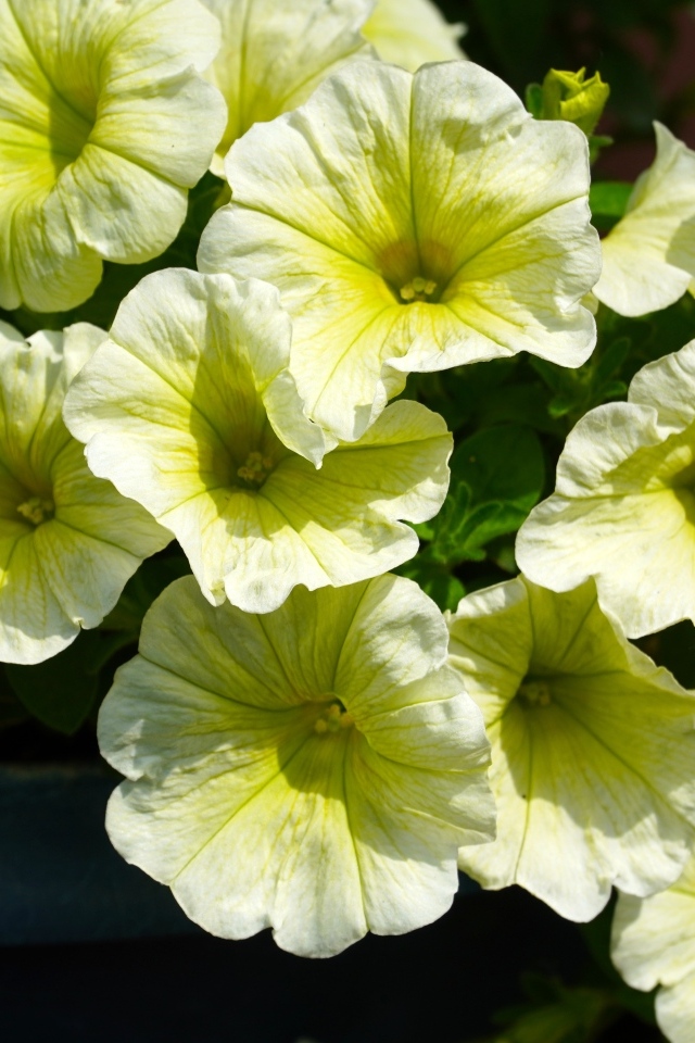 Много садовых цветок петунии