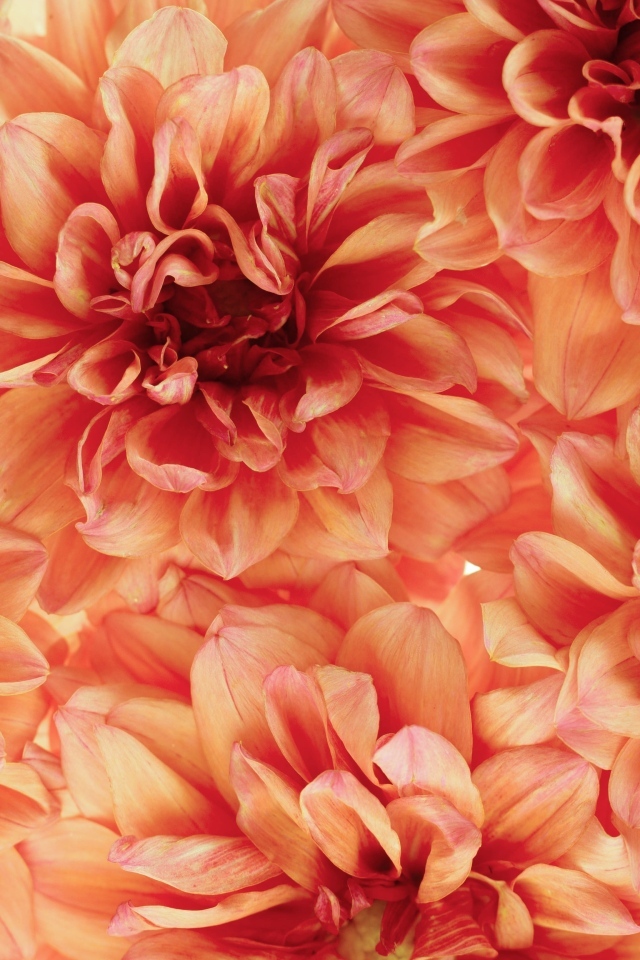 Много оранжевых георгин крупным планом