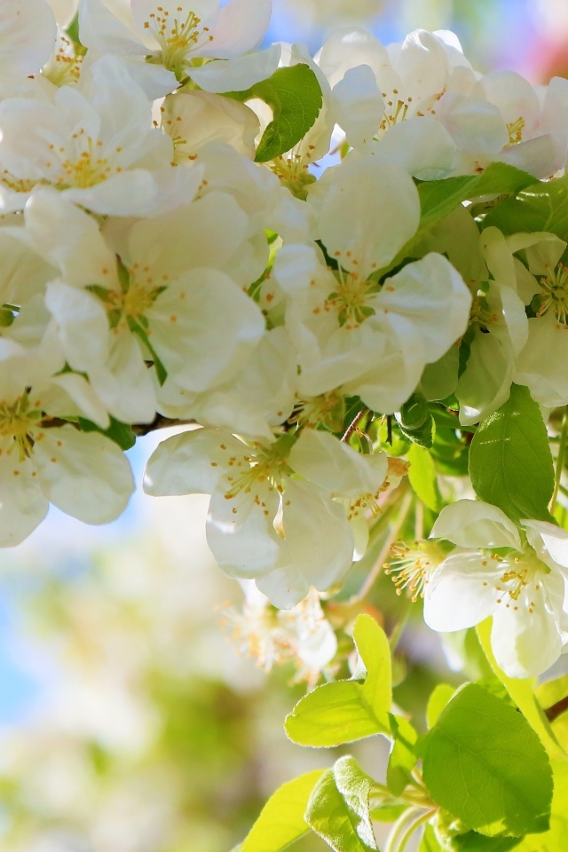 Пышная цветущая ветка яблони