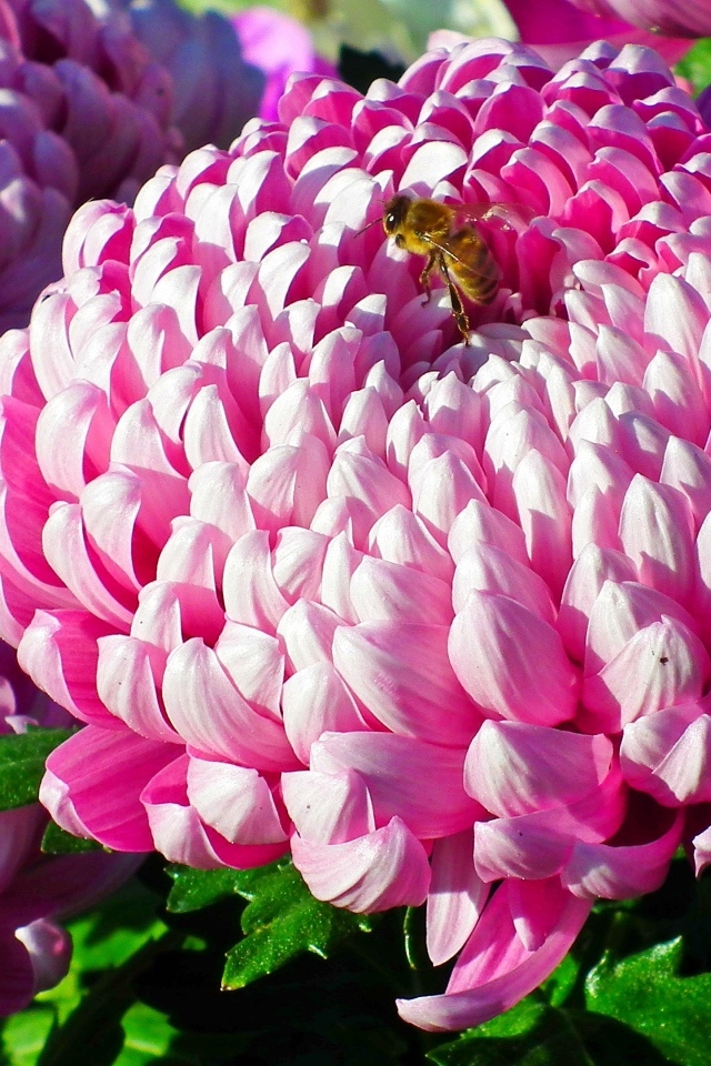 Пышные крупные розовые цветы хризантемы