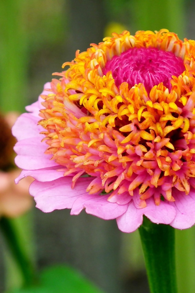 Пышный розовый цветок циннии 