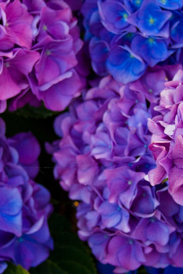 Пышные фиолетовые  цветы гортензии