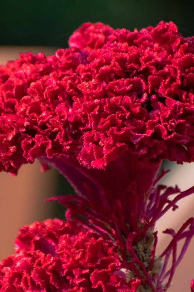 Пышный красный цветок крупным планом