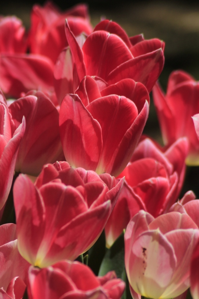 Много ярких розовых тюльпанов крупным планом