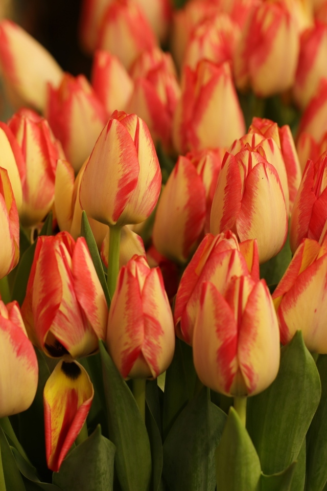 Много оранжевых тюльпанов крупным планом