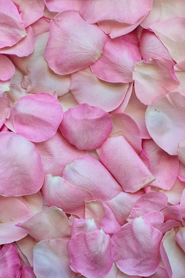 Много сорванных розовых лепестков розы