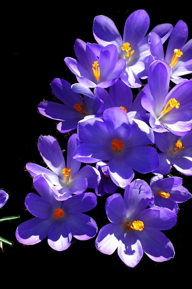 Много фиолетовых крокусов на черном фоне
