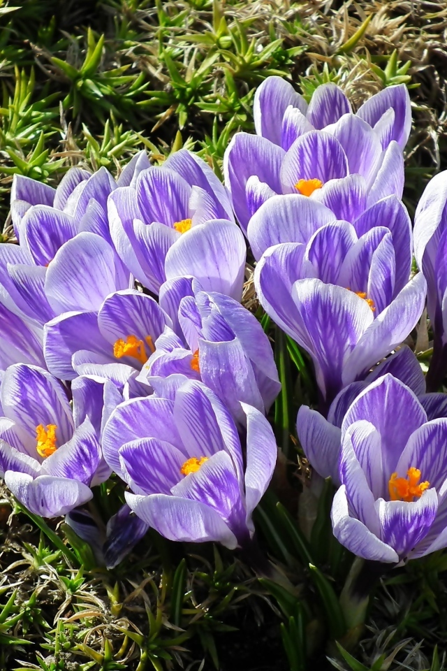 Много маленький ярких фиолетовых цветов крокуса