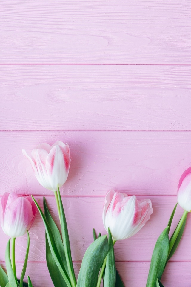 Много тюльпанов на розовом фоне