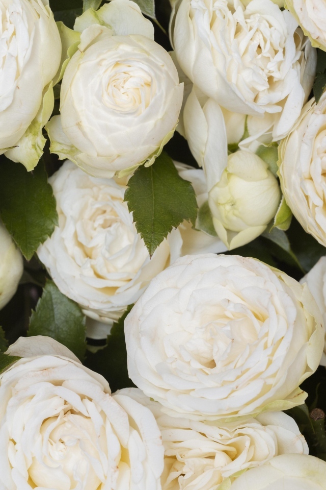 Много белых садовых роз крупным планом