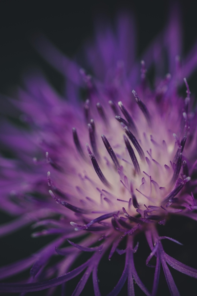 Середина фиолетового цветка на черном фоне