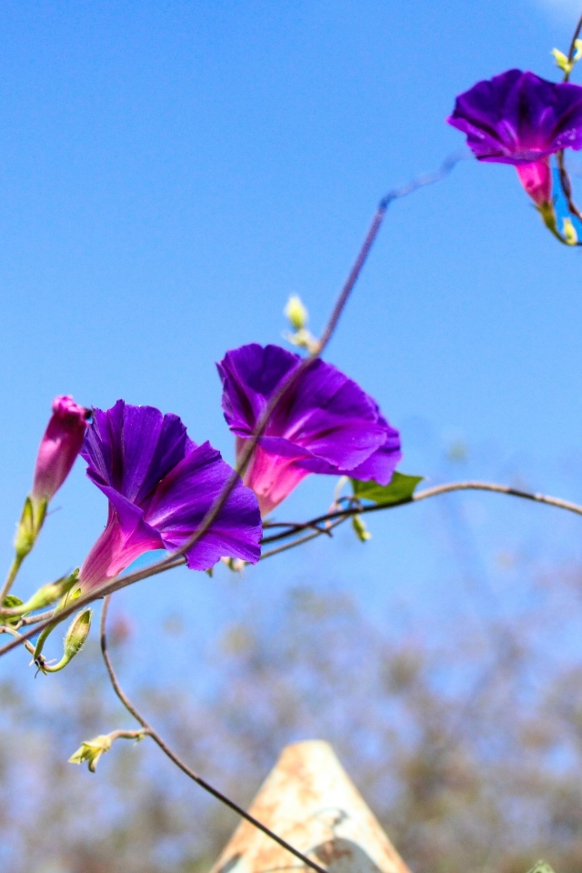 Цветы ипомея на фоне голубого неба