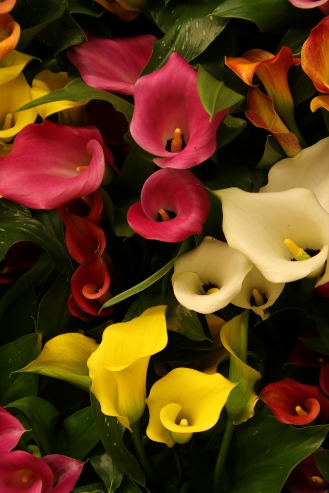 Разноцветные каллы крупным планом