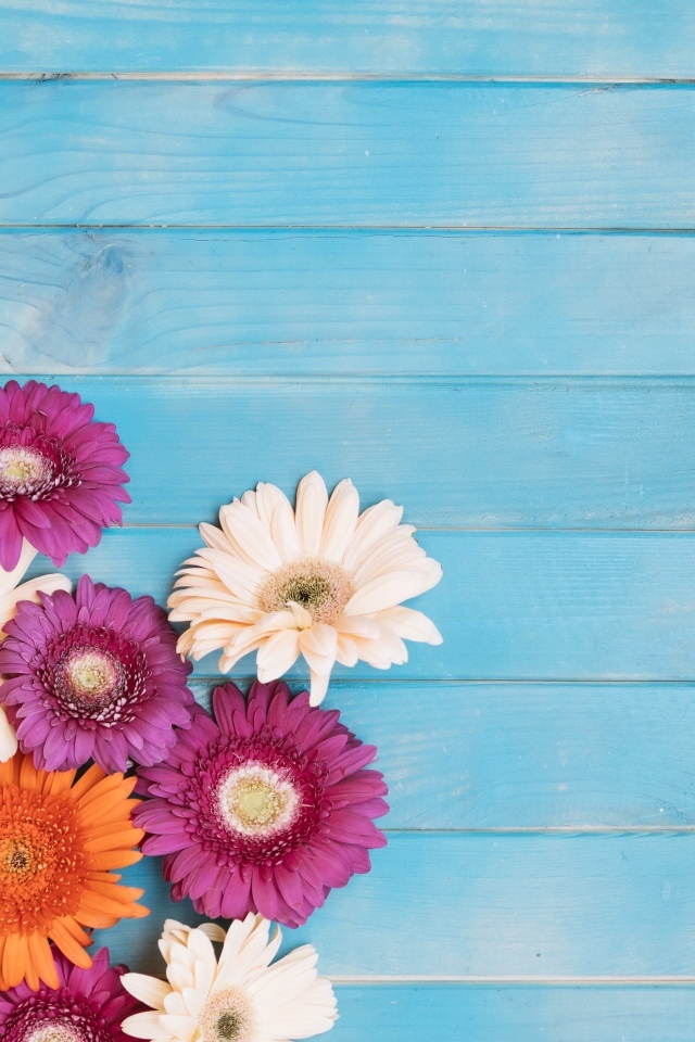 Разноцветные герберы на голубом фоне