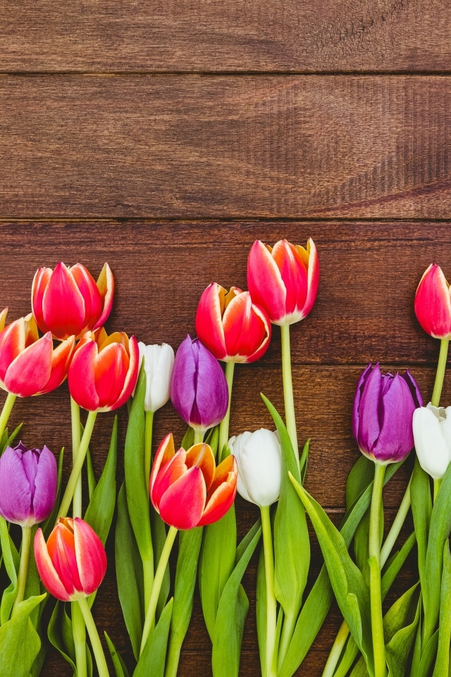 Разноцветные тюльпаны на деревянном фоне