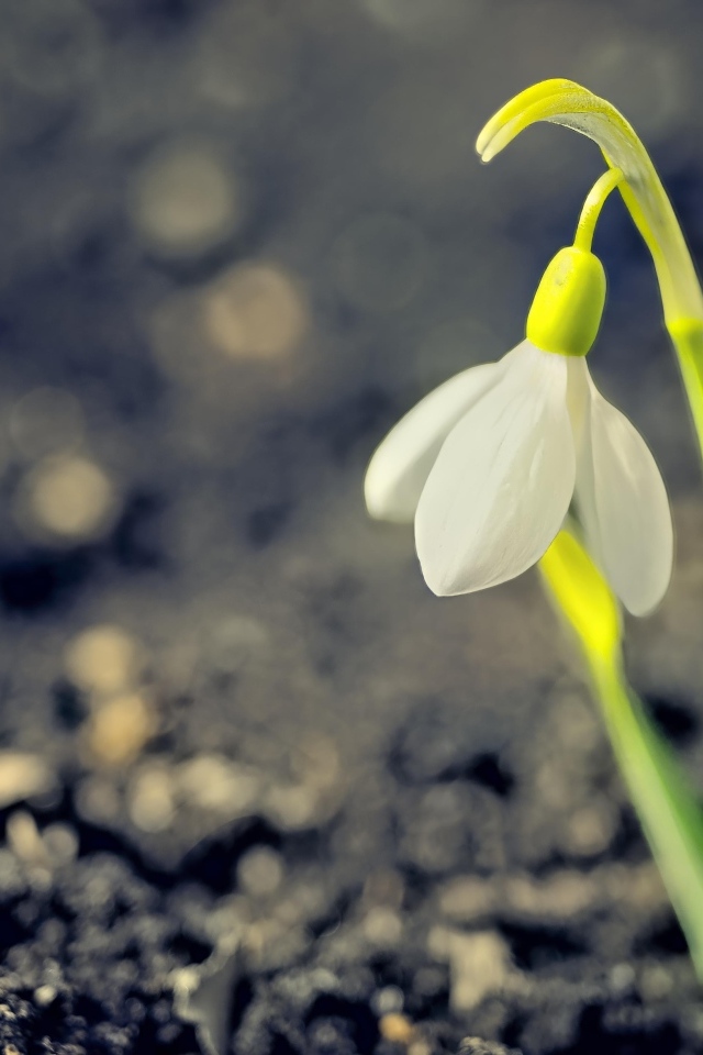 Один белый весенний подснежник на черной земле