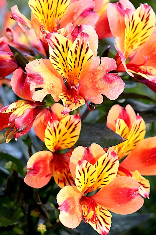 Оранжевые цветы альстромерия крупным планом