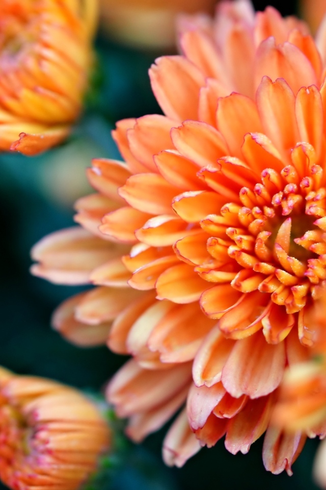 Оранжевые хризантемы на ветке крупным планом