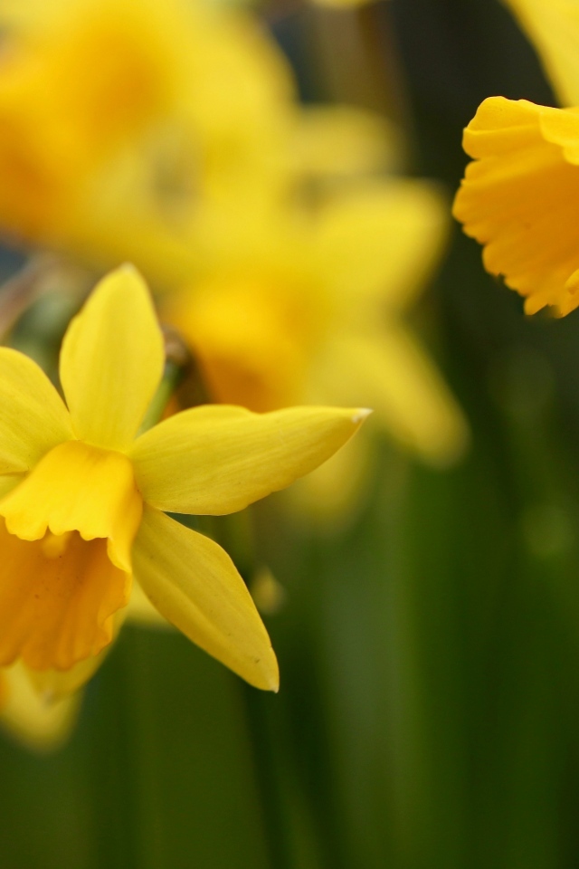 Оранжевые нарциссы на клумбе крупным планом