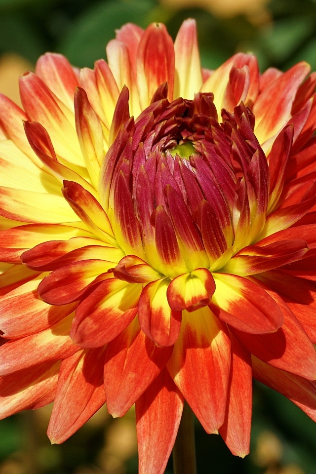 Оранжевый цветок георгина крупным планом