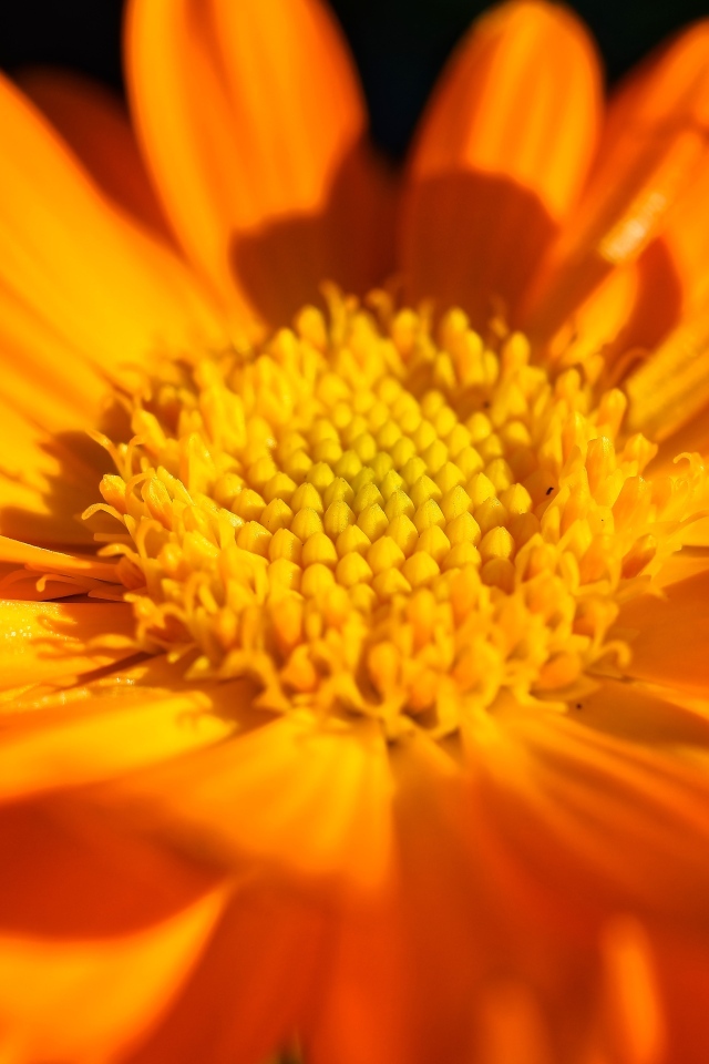 Оранжевый цветок георгина крупным планом