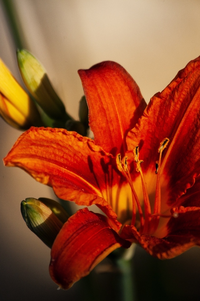 Оранжевый цветок лилейника с бутоном крупным планом