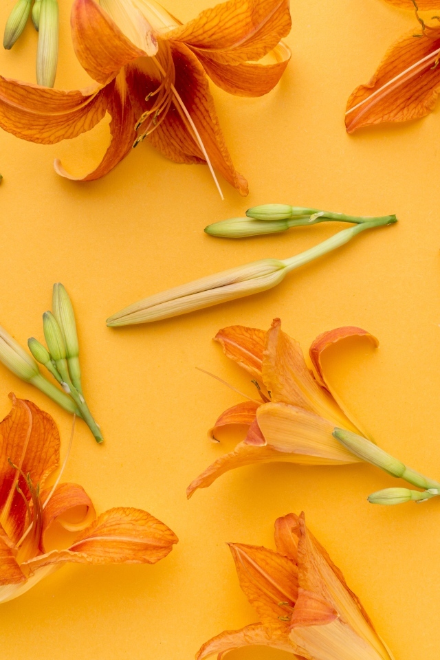 Оранжевые цветы лилейника на желтом фоне