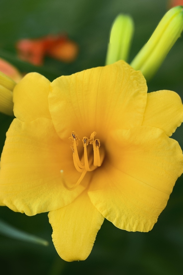 Оранжевый лилейник с бутонами крупным планом