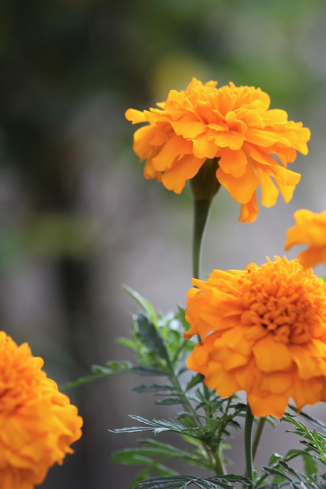 Оранжевые садовые цветы бархатцы