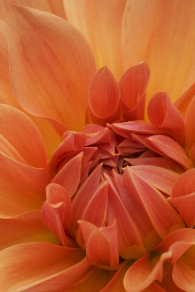 Оранжевый крупный цветок георгина крупным планом