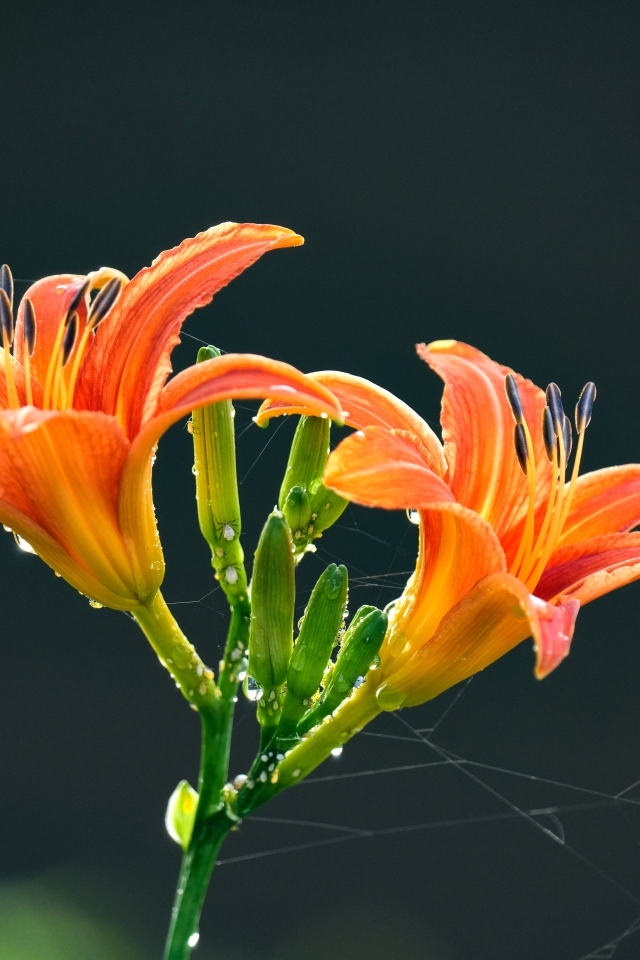 Оранжевые цветы лилии на черном фоне в каплях росы