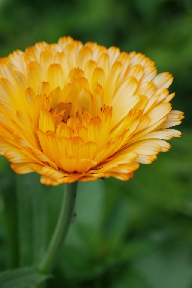 Оранжевый цветок ноготки крупным планом