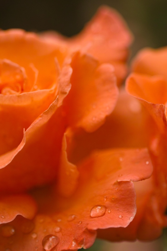 Оранжевые розы с каплями дождя на лепестках