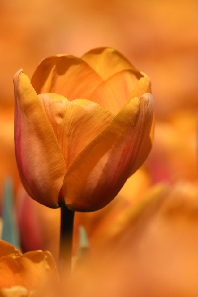 Оранжевый цветок тюльпана на клумбе крупным планом