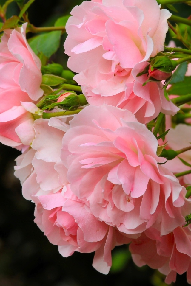 Куст парковой розы с розовыми цветами