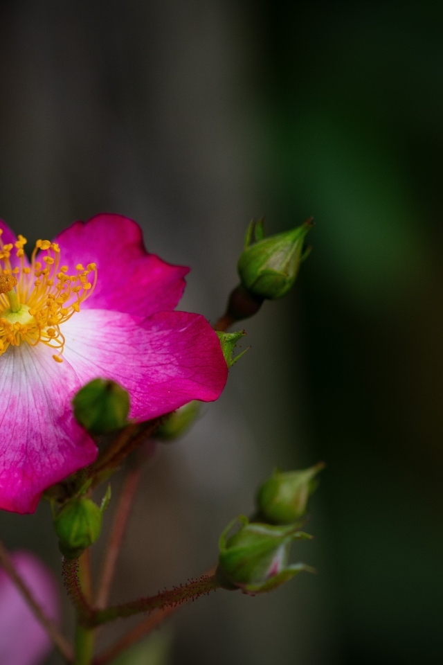 Парковая роза с бутонами крупным планом