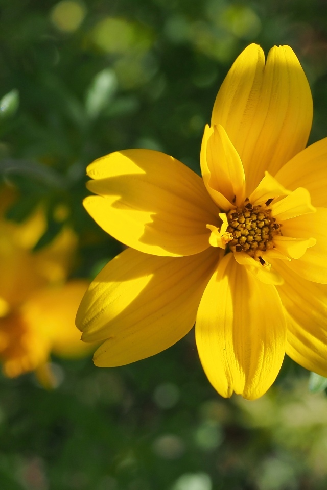 Многолетний желтый цветок хризантемы