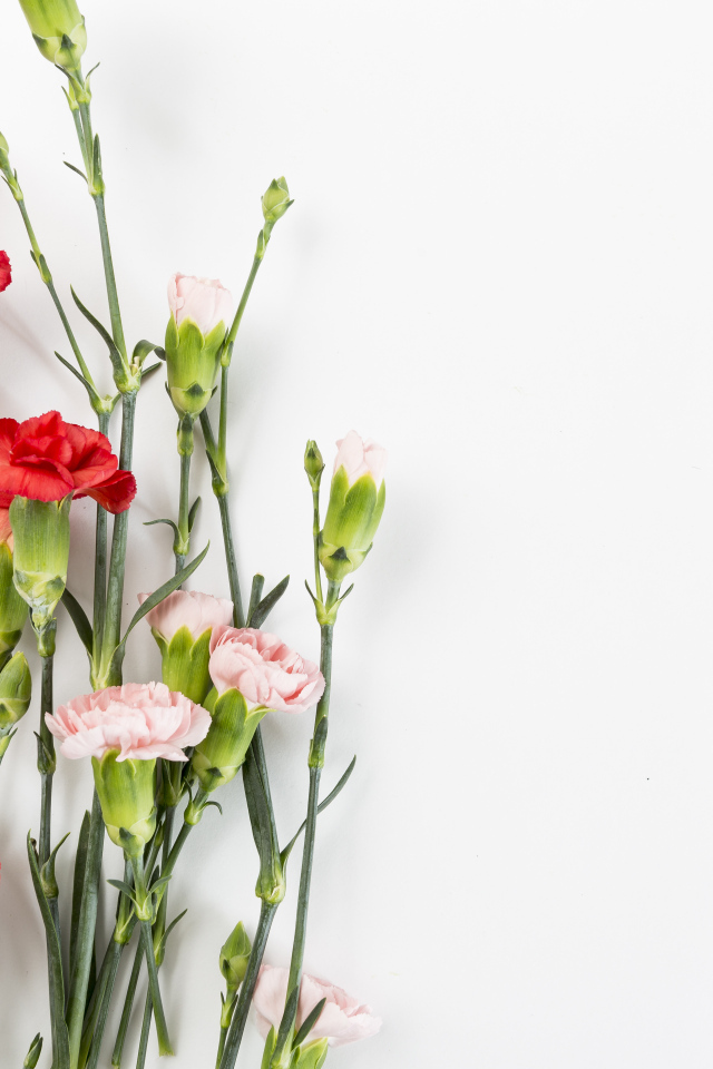 Розовые и красные гвоздики на сером фоне