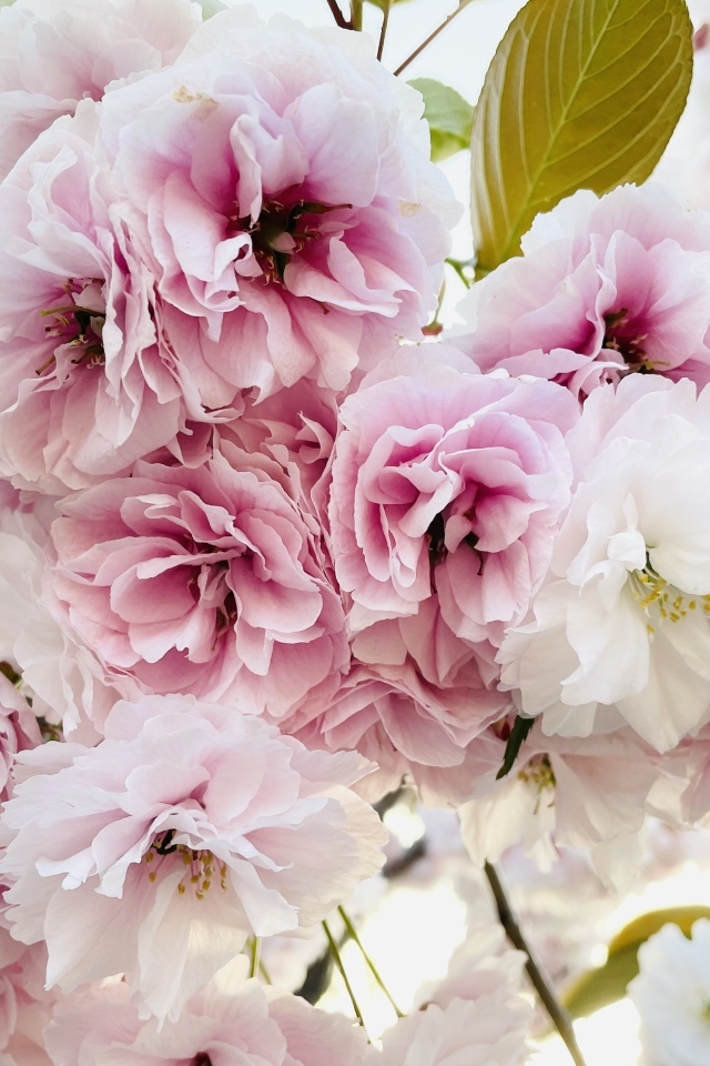 Розовые и белые цветы луизеания крупным планом