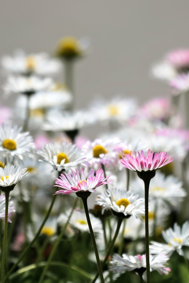 Розовые и белые мелкие цветы маргаритки