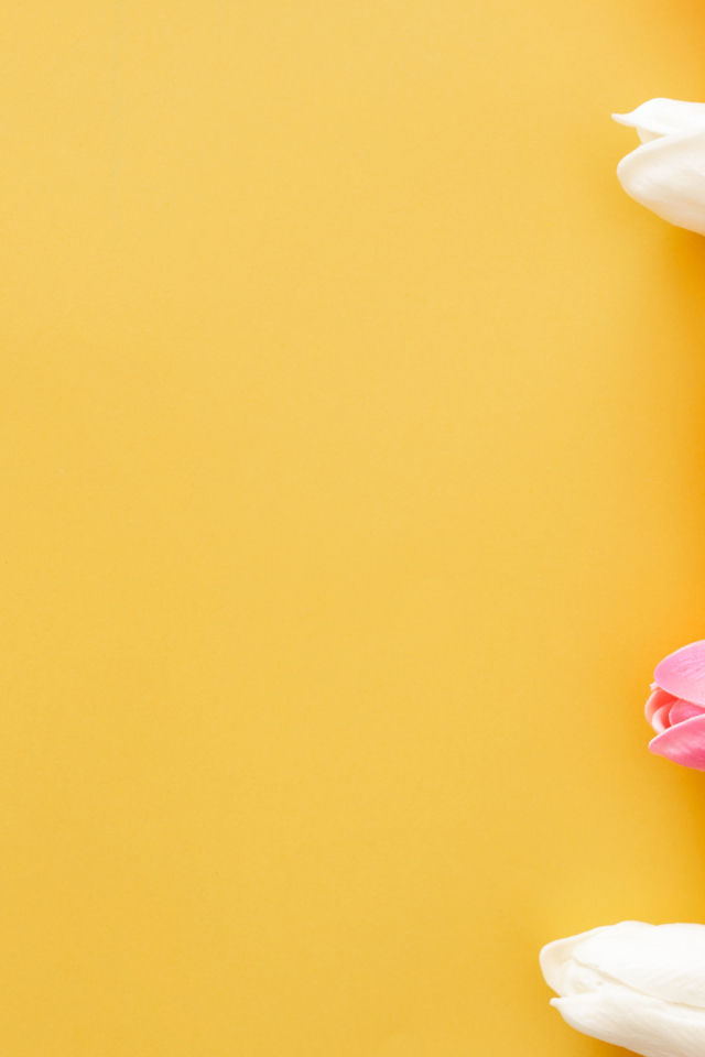 Розовые и белые тюльпаны на желтом фоне, шаблон для открытки