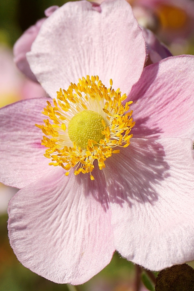 Розовый цветок анемона с бутоном крупным планом