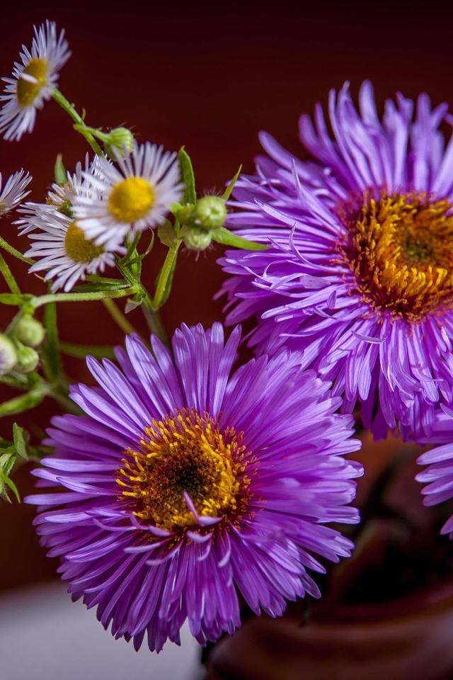 Розовые осенние цветы сентябринка в вазе