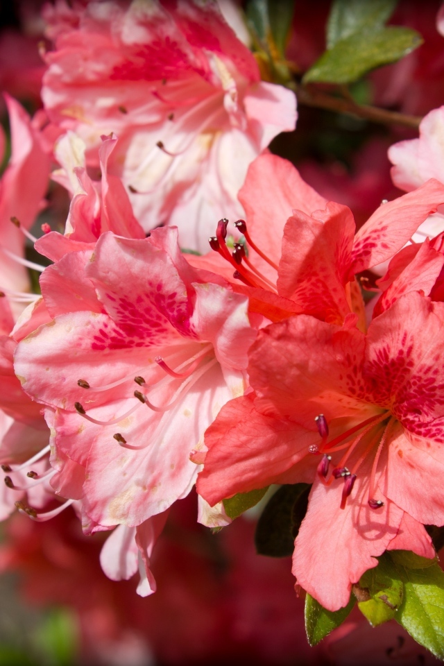 Розовые цветы азалия крупным планом