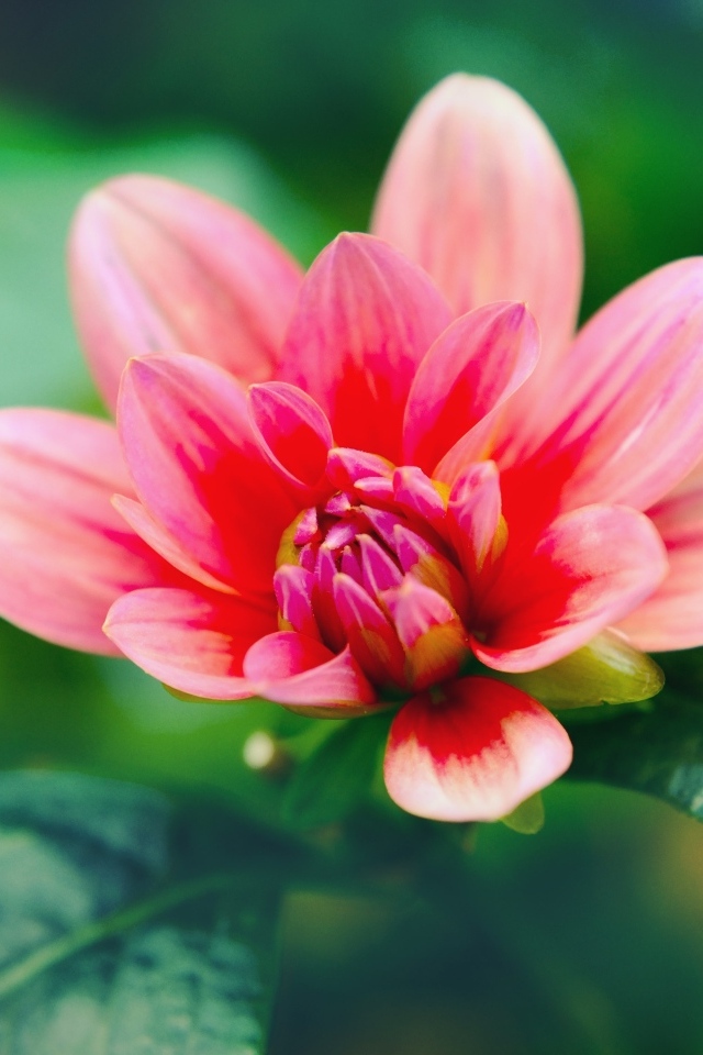 Розовый распускающийся цветок георгина с зелеными листьями