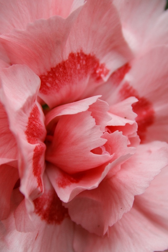 Розовая гвоздика крупным планом