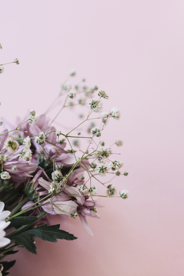 Розовые цветы хризантемы с цветами гипсофилы на белом фоне