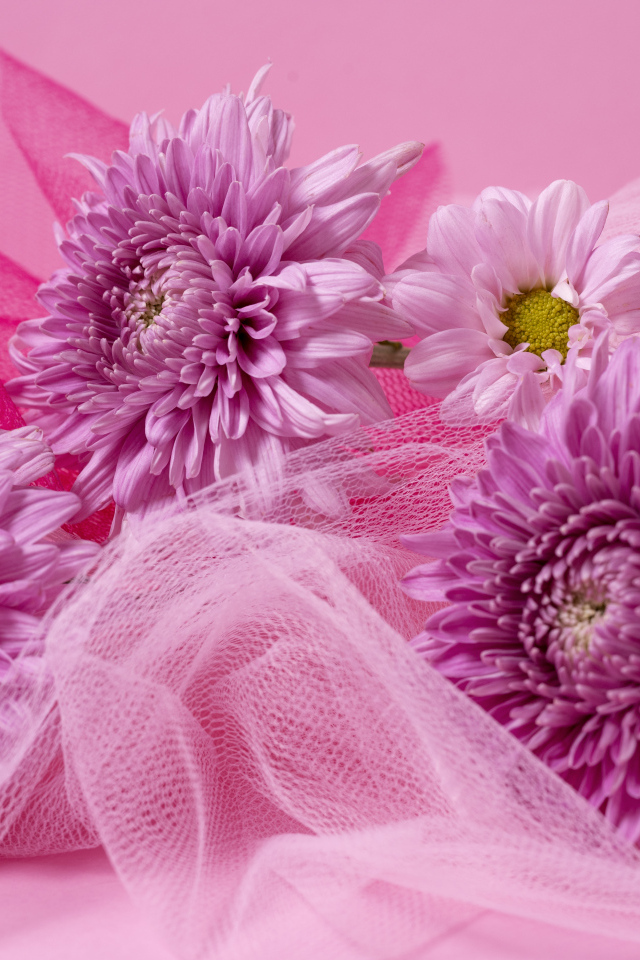 Розовые хризантемы и вуаль на розовом фоне